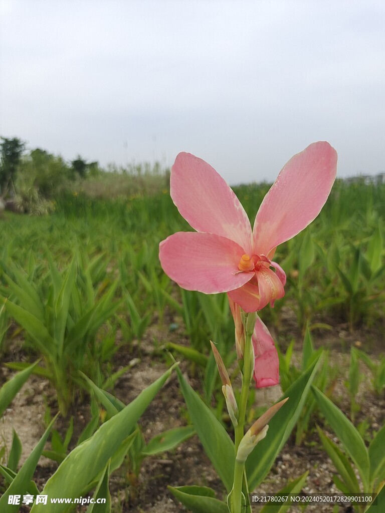 美人蕉