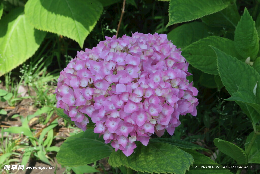 绣球花  