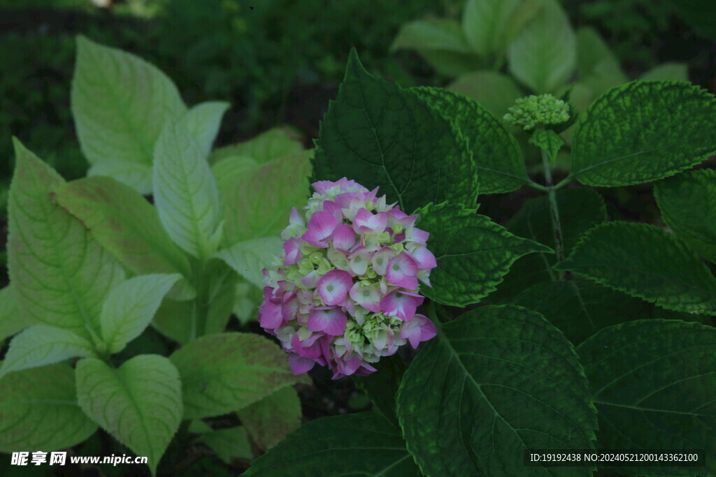 绣球花 