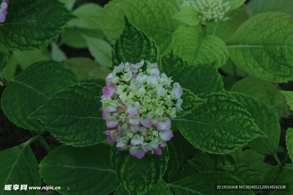 绣球花  