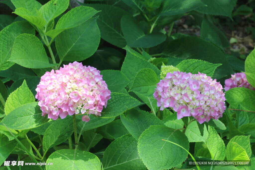 绣球花  