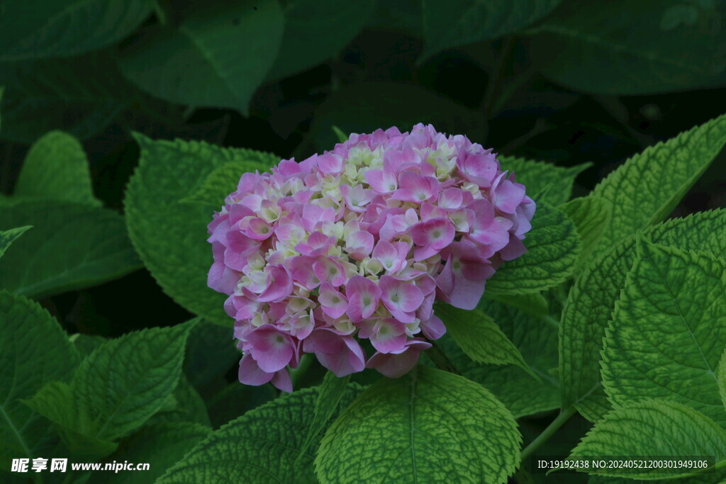 绣球花 