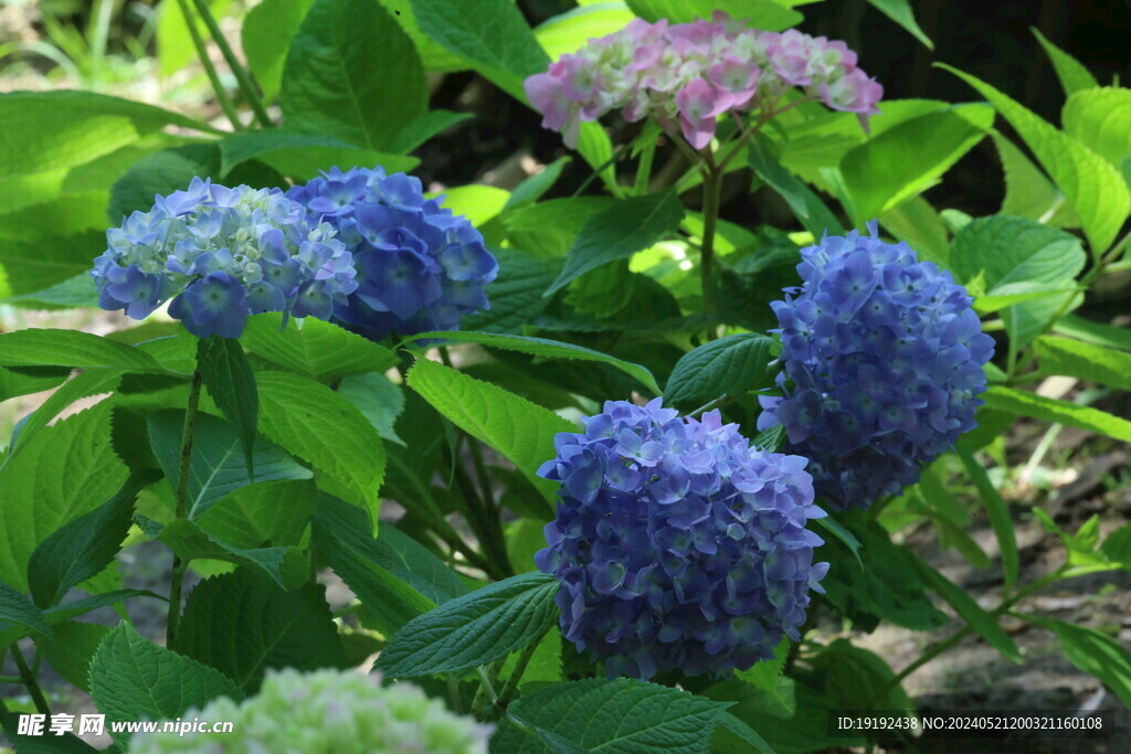 绣球花 