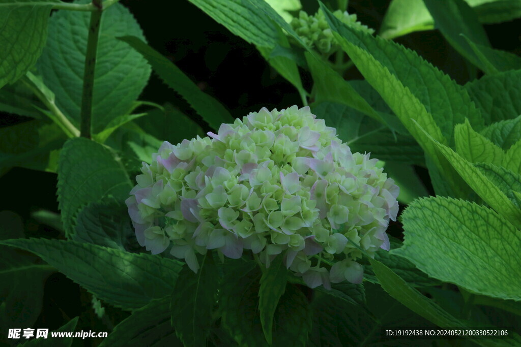 绣球花 