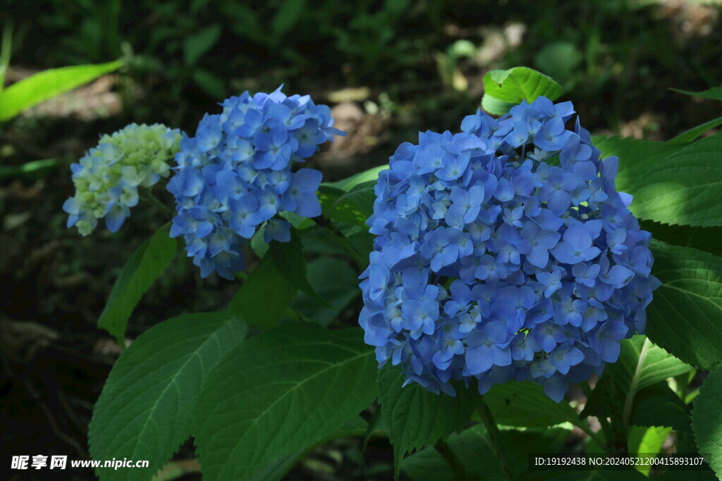 绣球花
