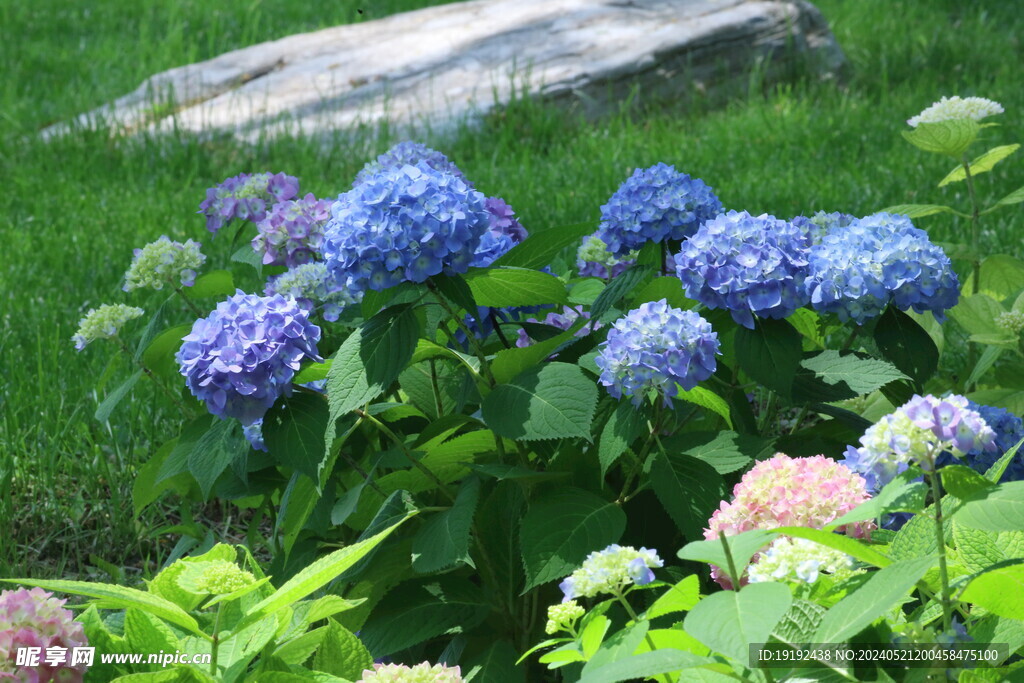 绣球花 