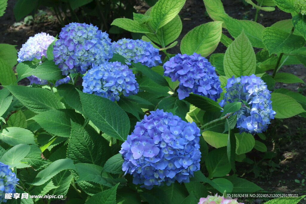 绣球花  