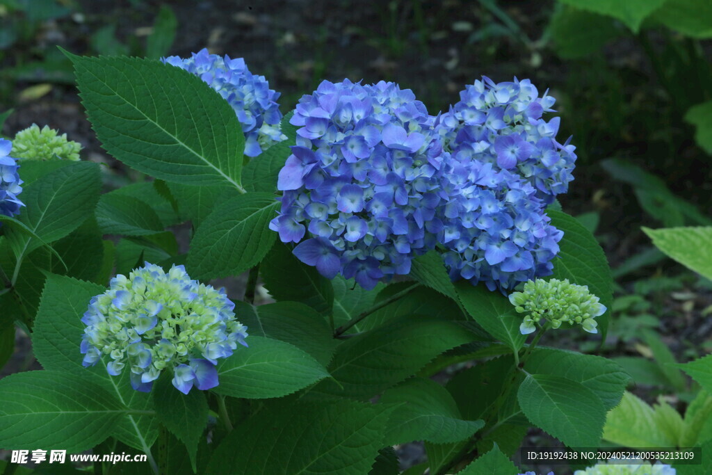 绣球花 