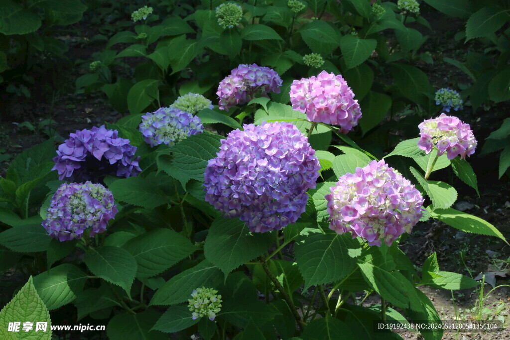 绣球花  