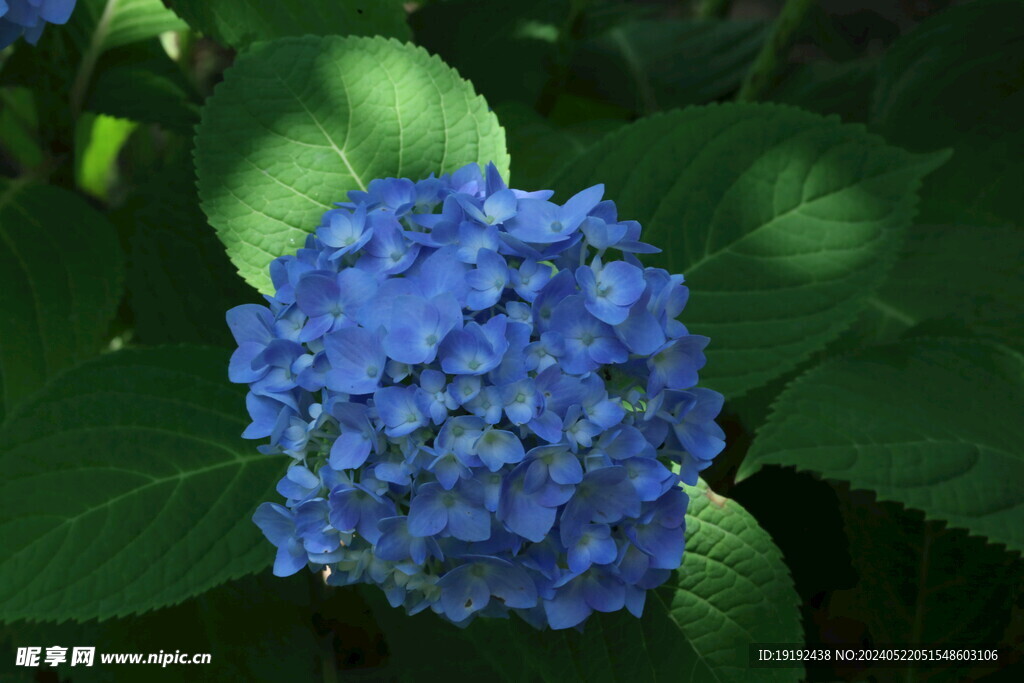 绣球花 