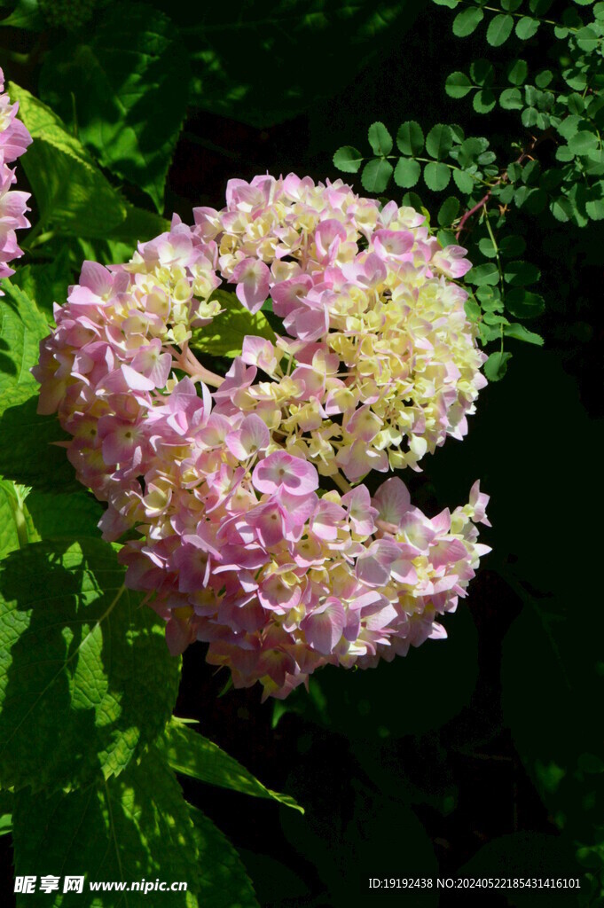 绣球花 