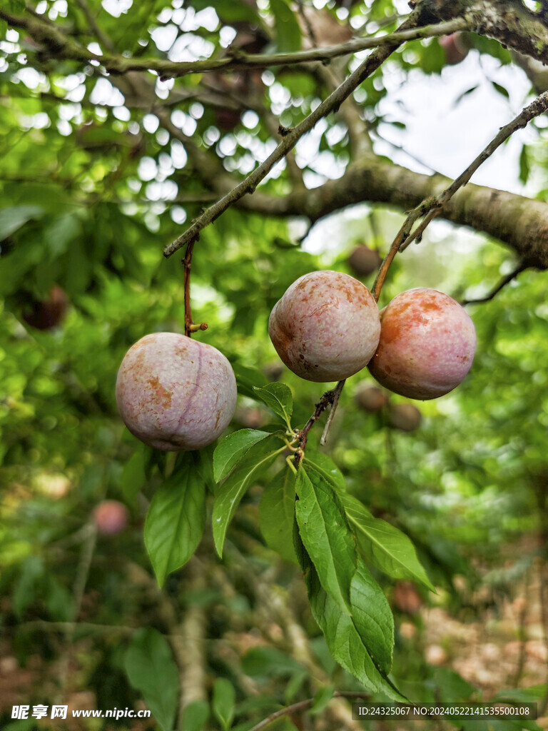 三华李树