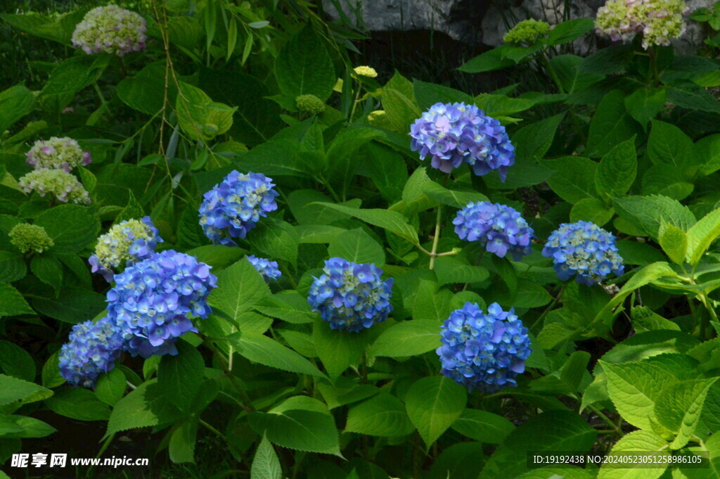 绣球花 