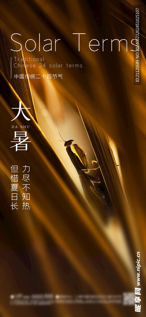 大暑 节气海报