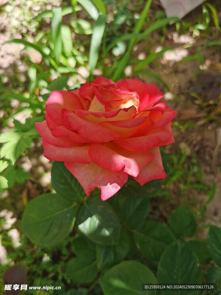 月季花