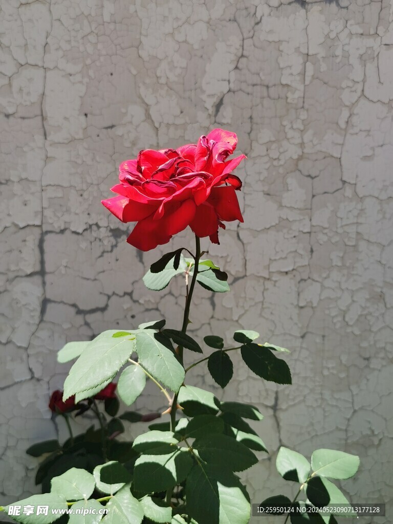 月季花