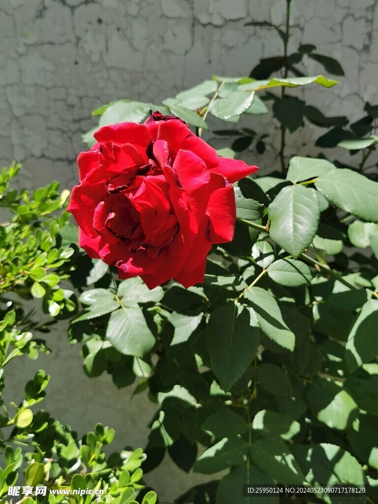月季花
