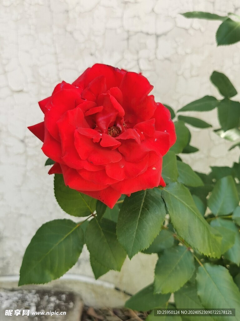 月季花
