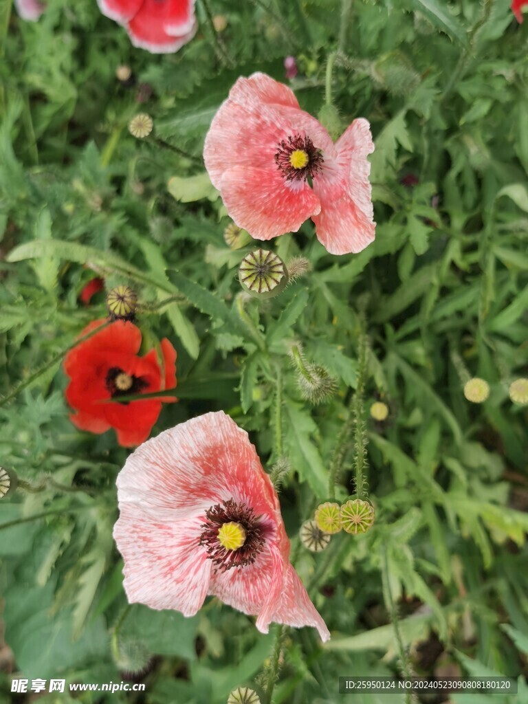 虞美人