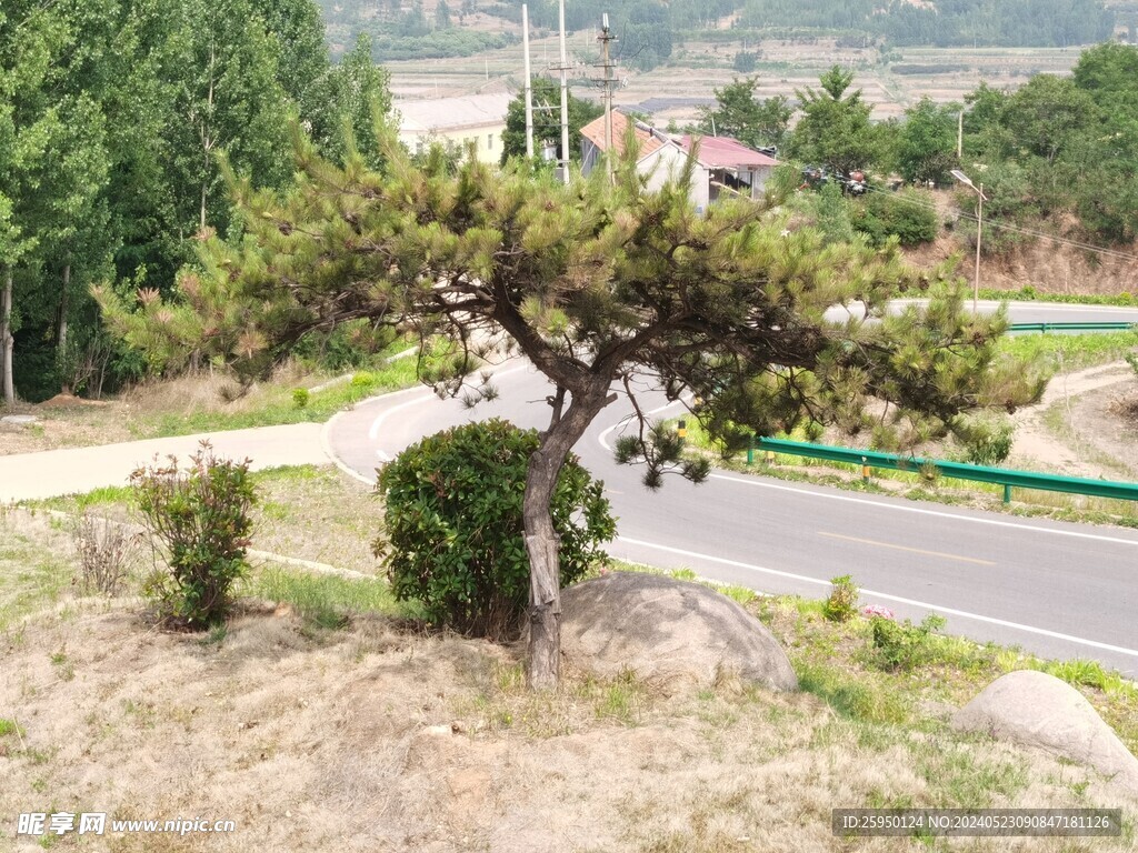 松树