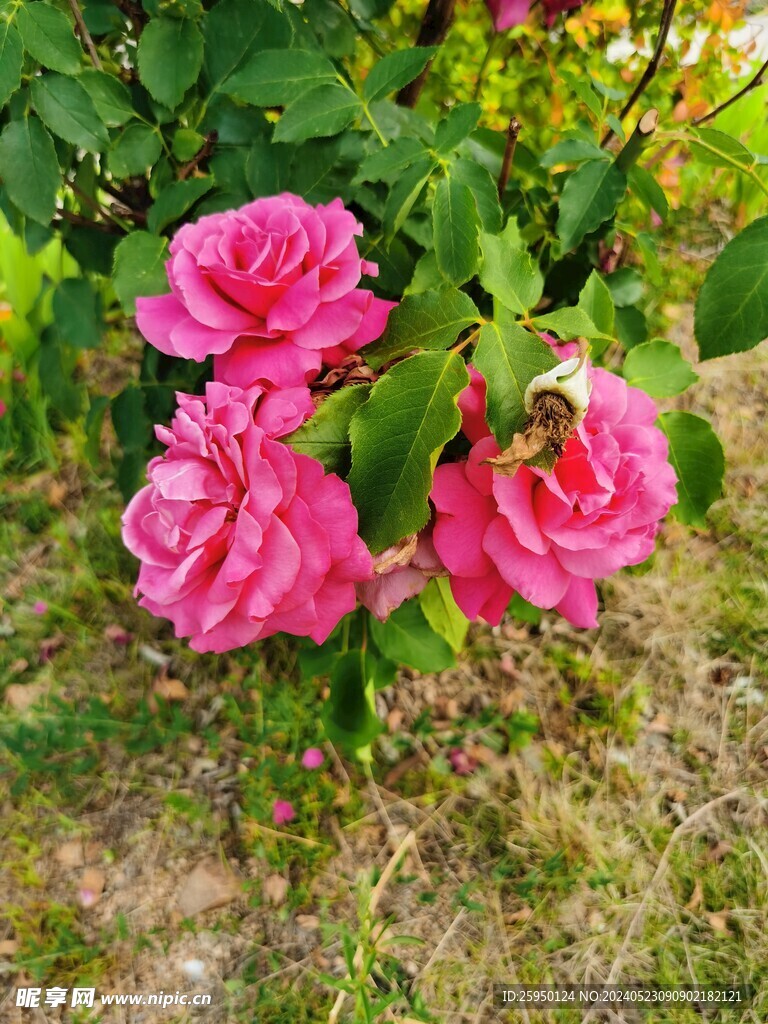 月季