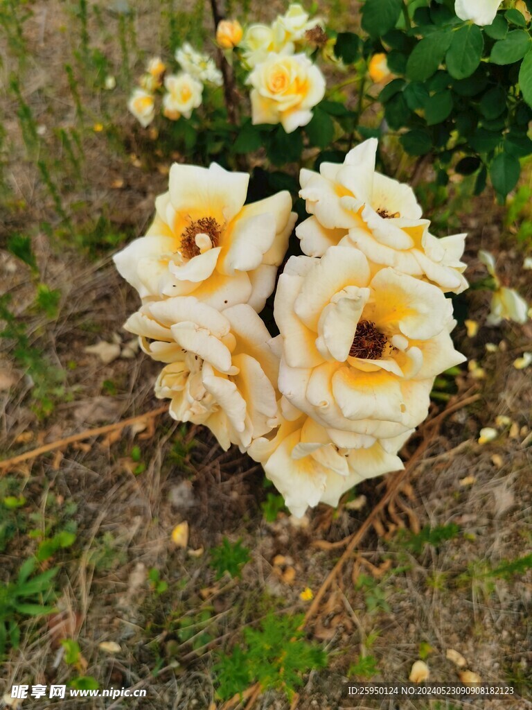 月季花