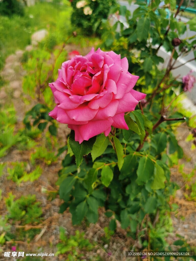 月季花