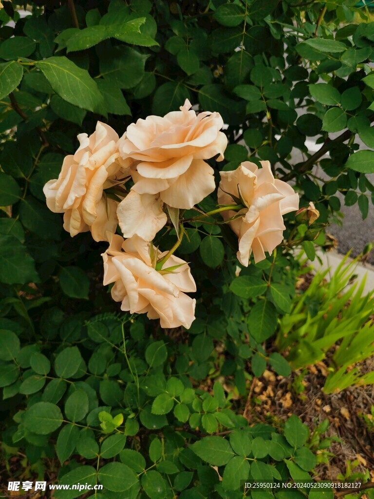 月季花