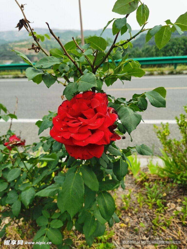 月季