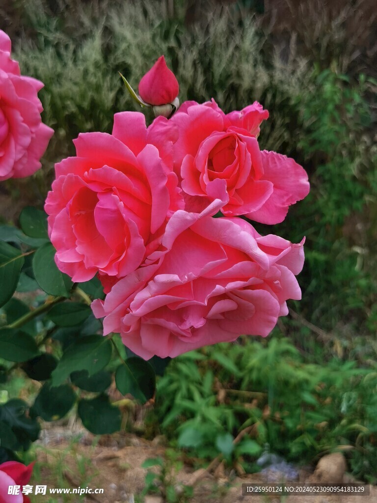 月季