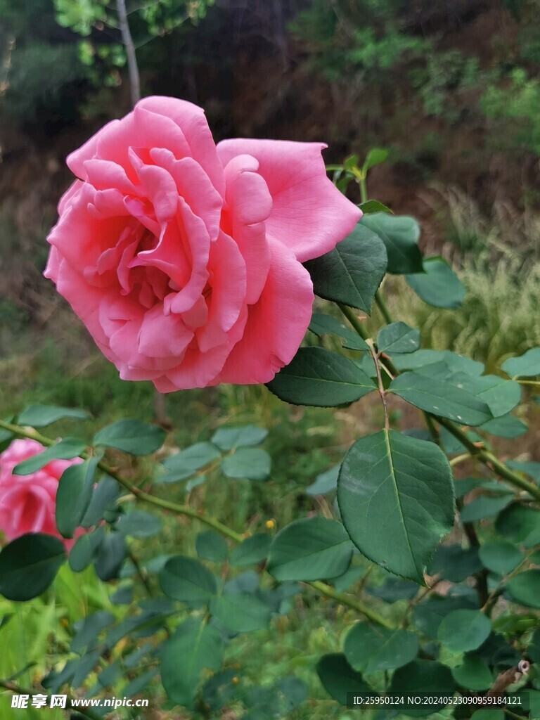 月季