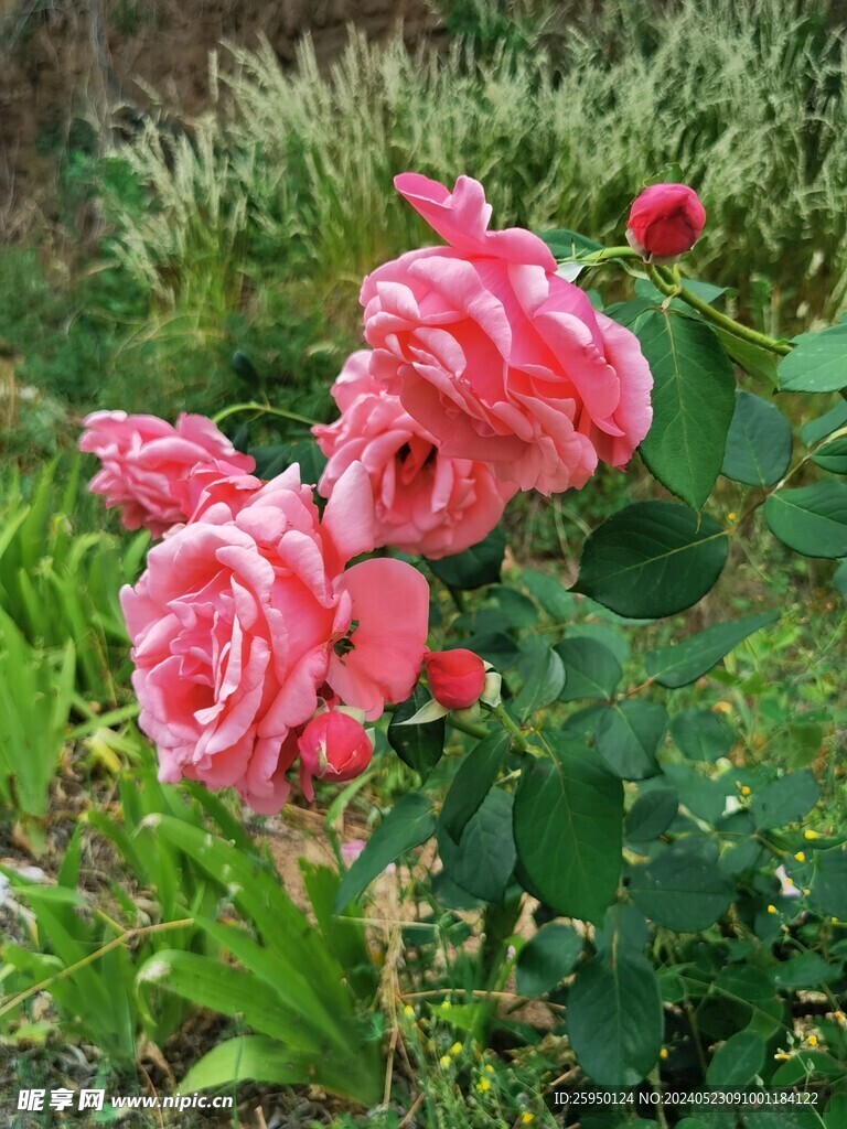 月季