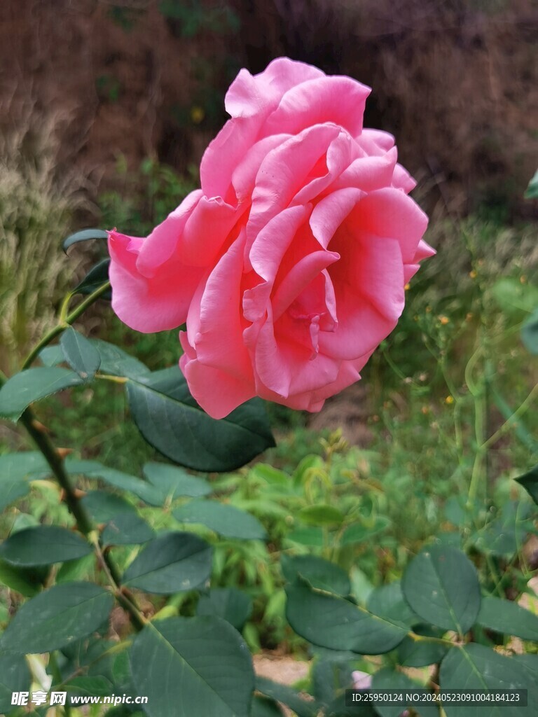 月季