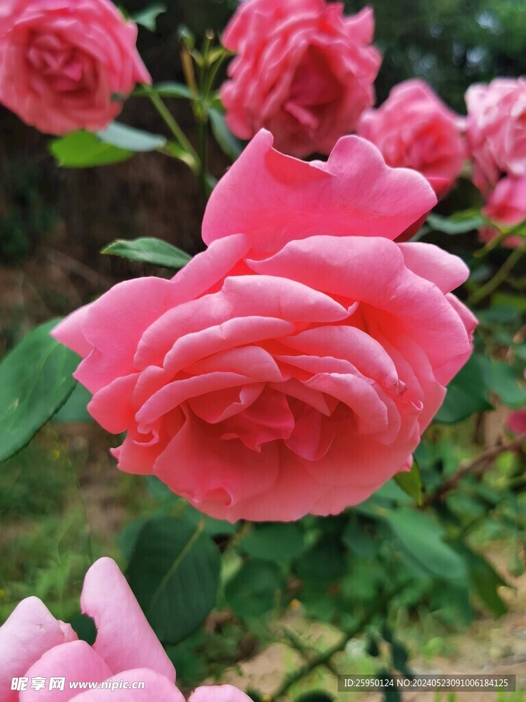 月季