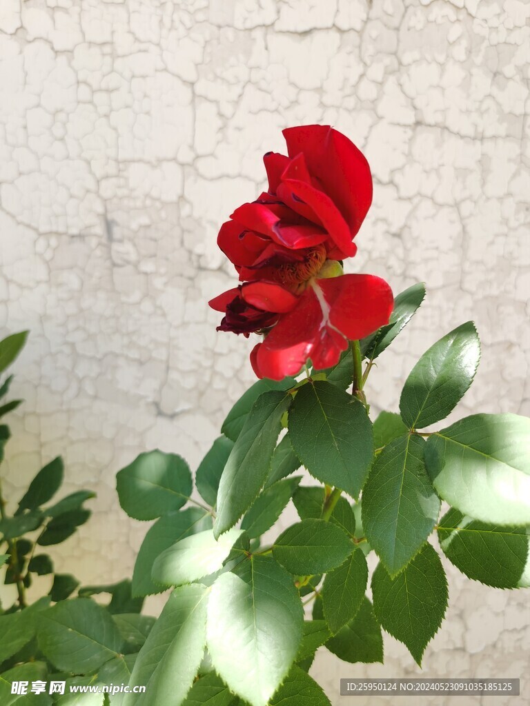 月季花