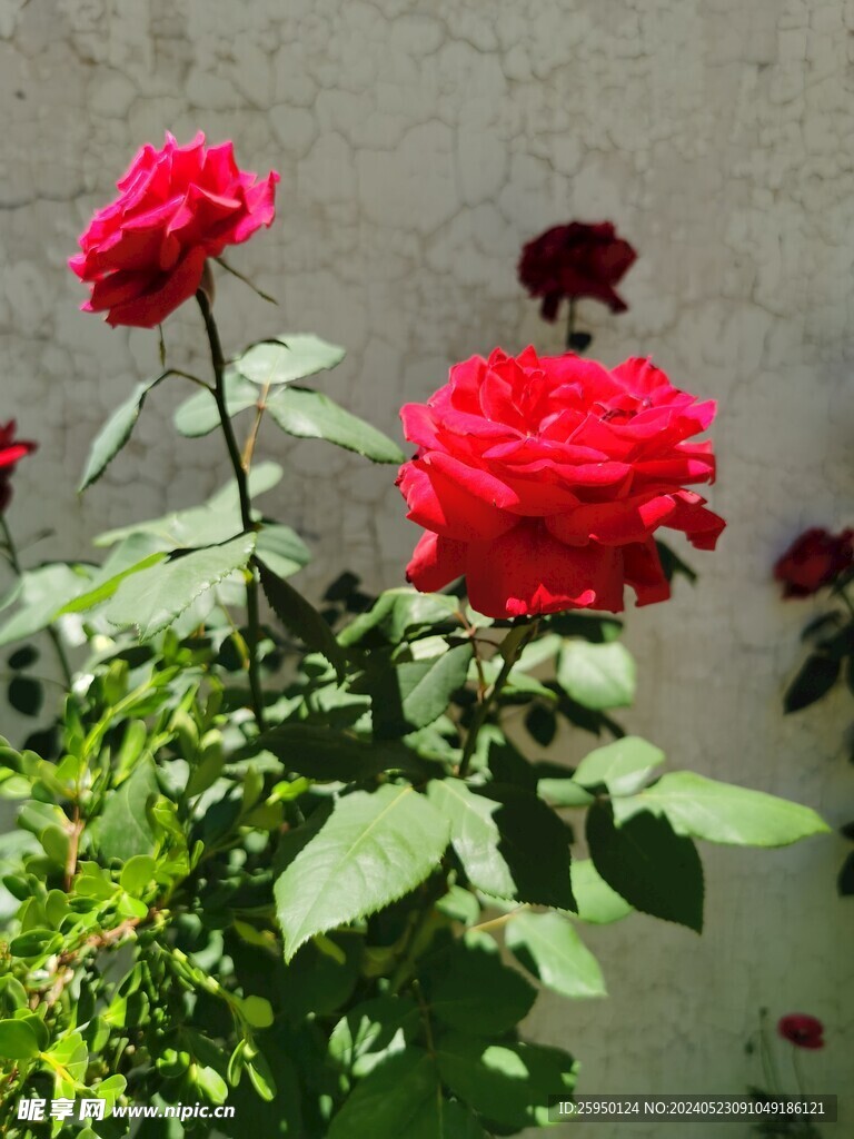 月季花