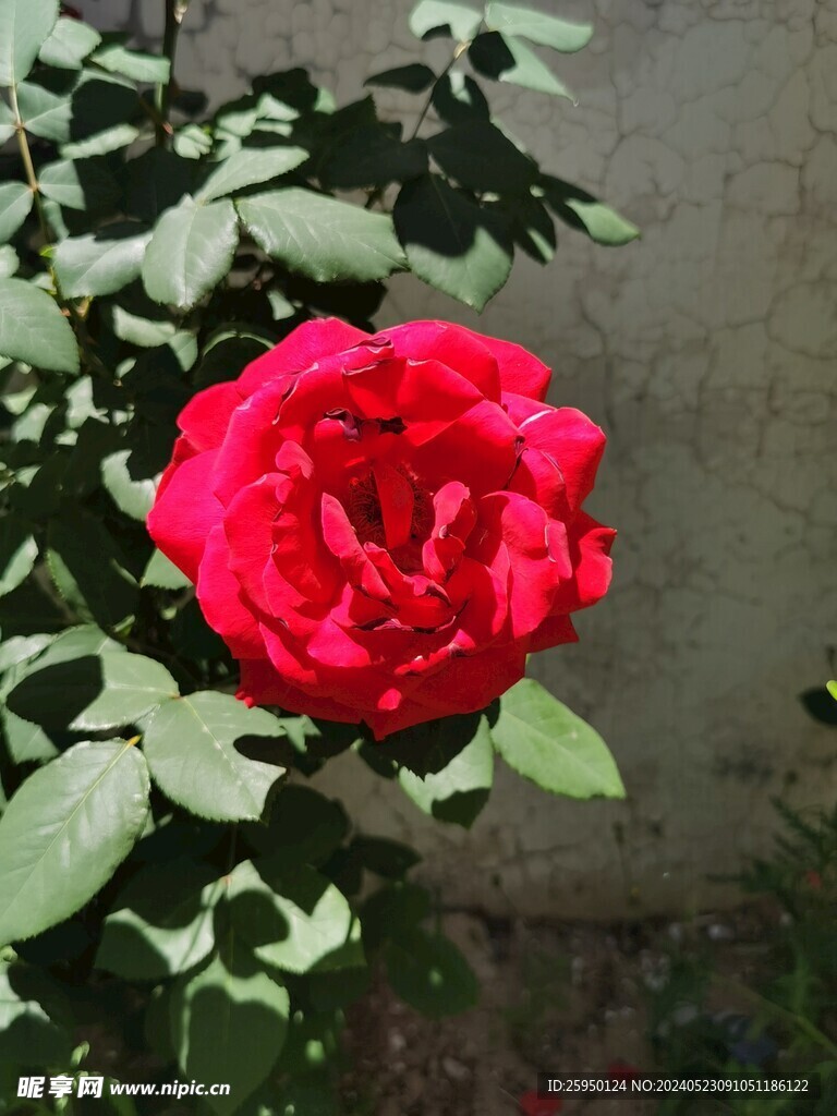 月季花