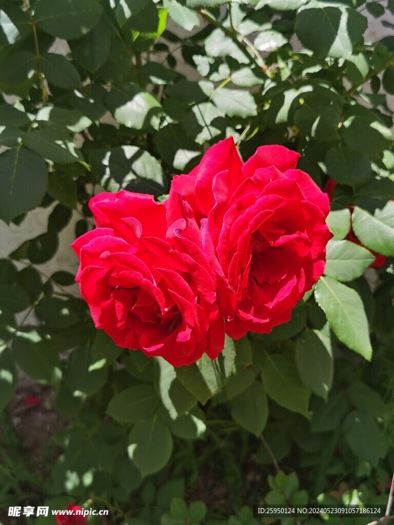 月季花