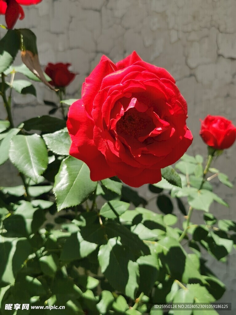 月季花