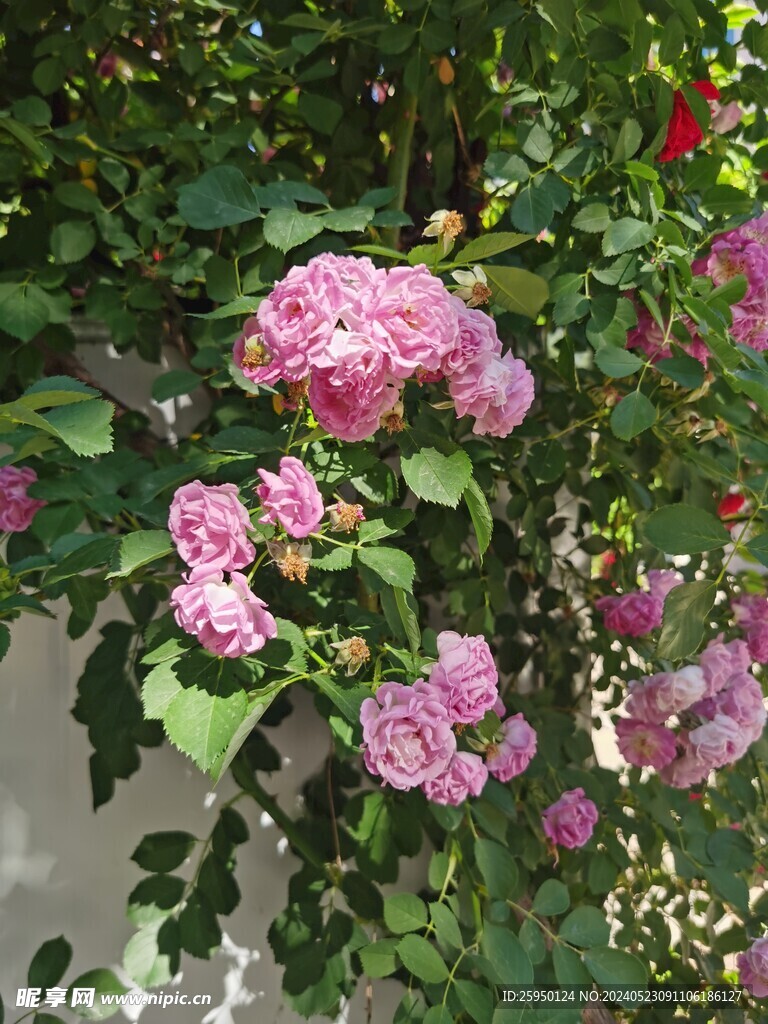 蔷薇