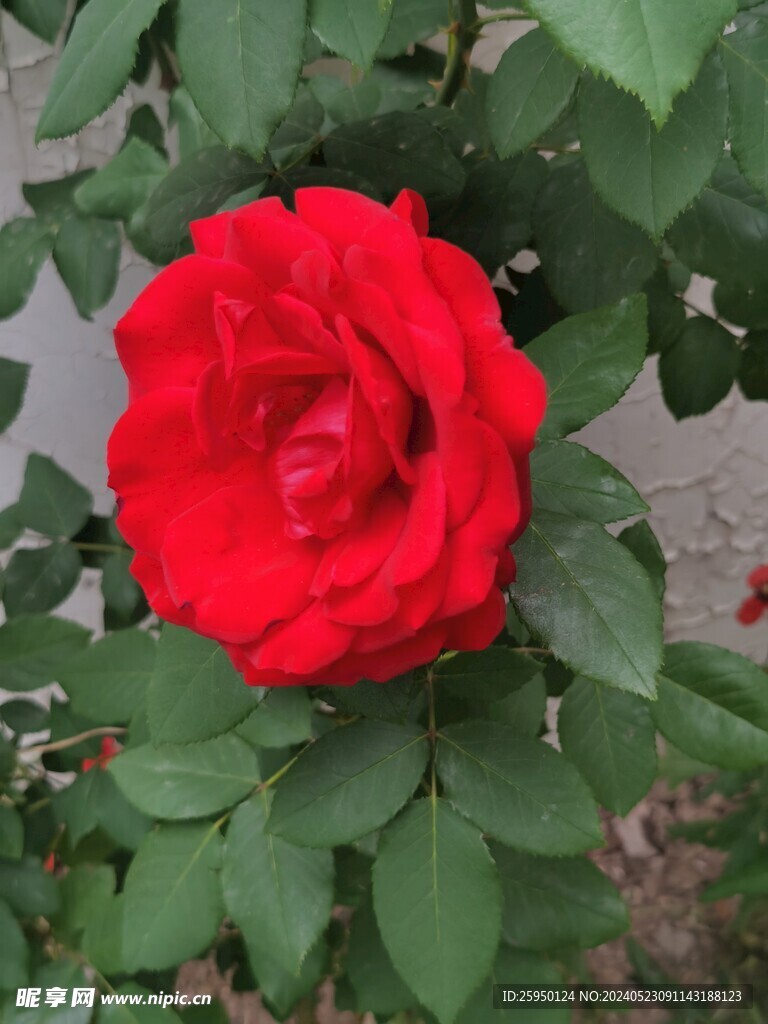 月季