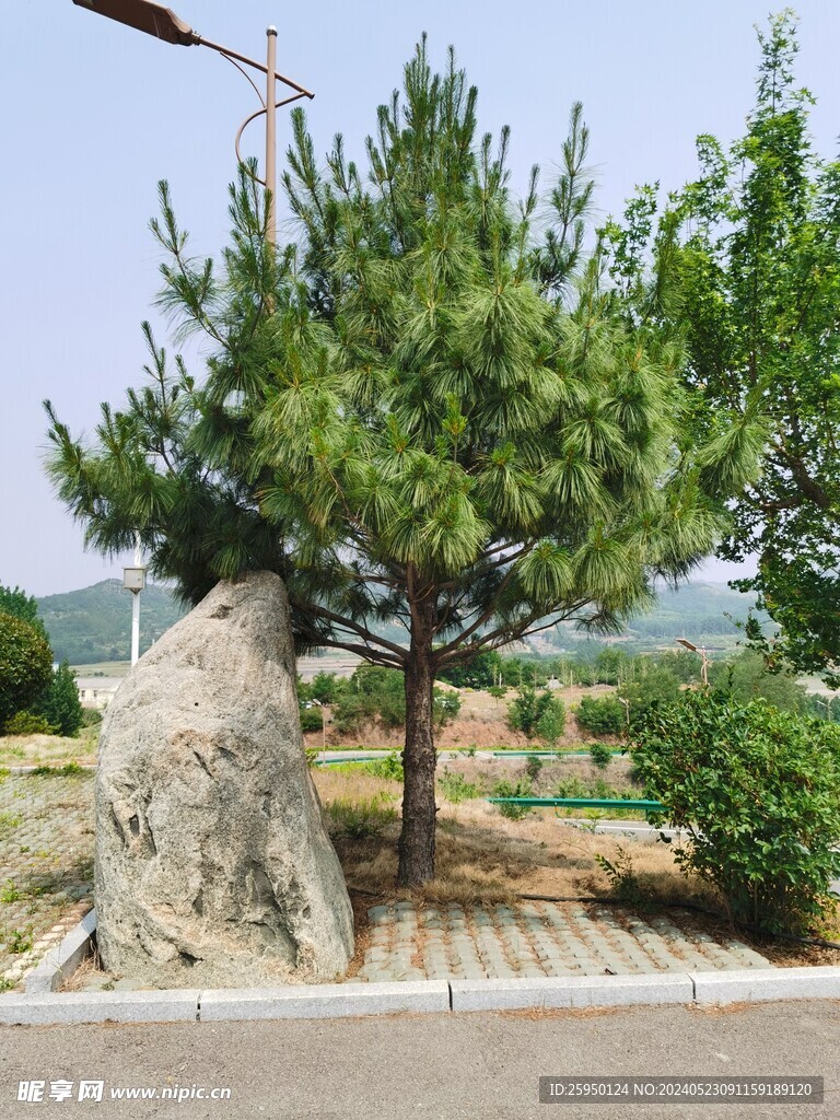 松树 