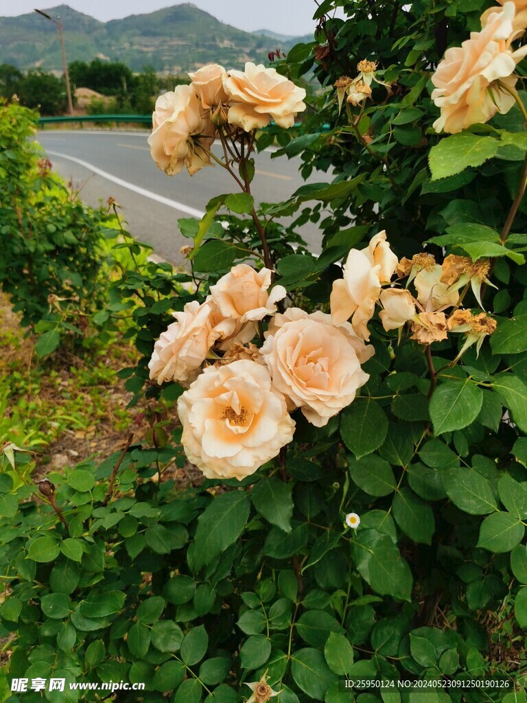 月季花