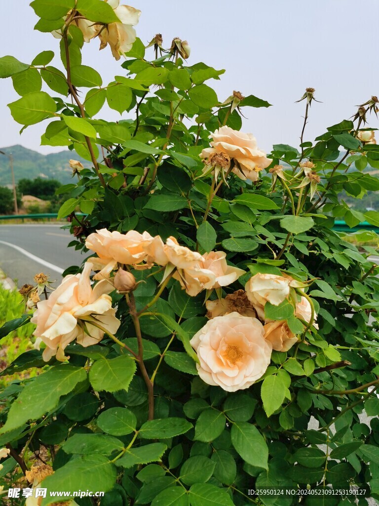月季花