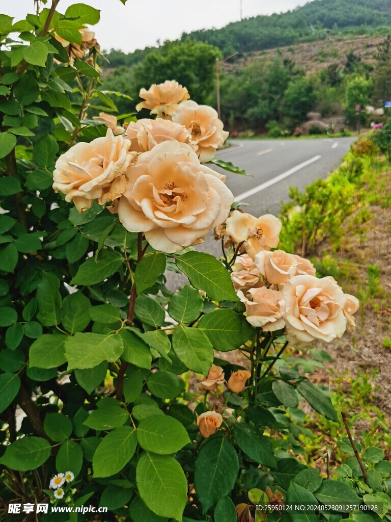 月季花