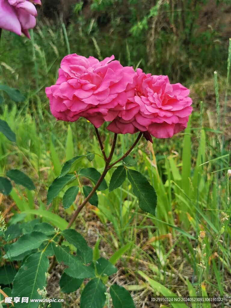 月季花