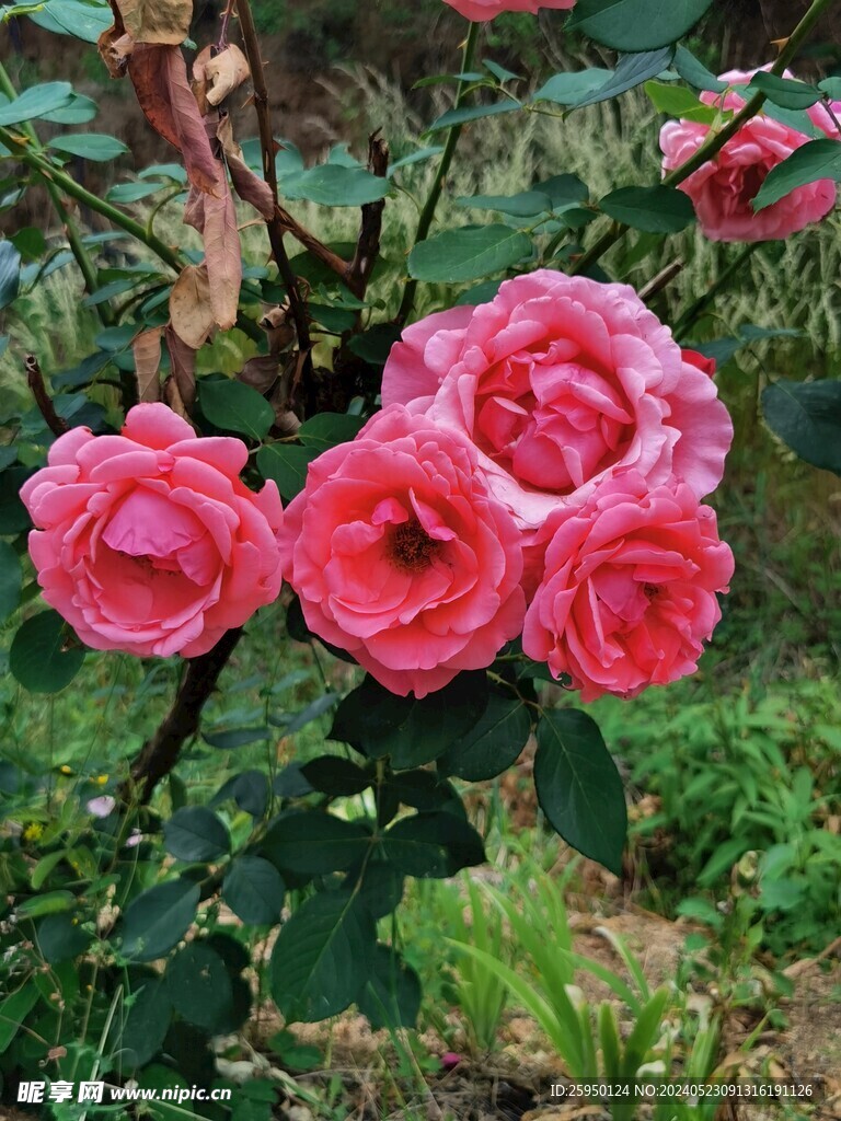 月季花