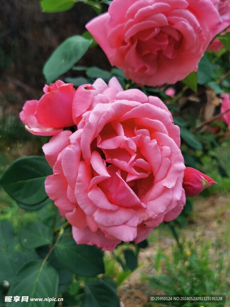 月季花 