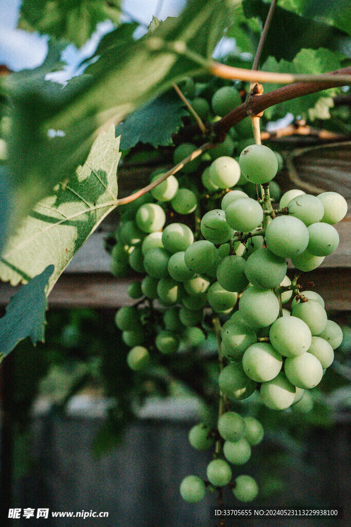 葡萄 水果 绿色 树叶 春天