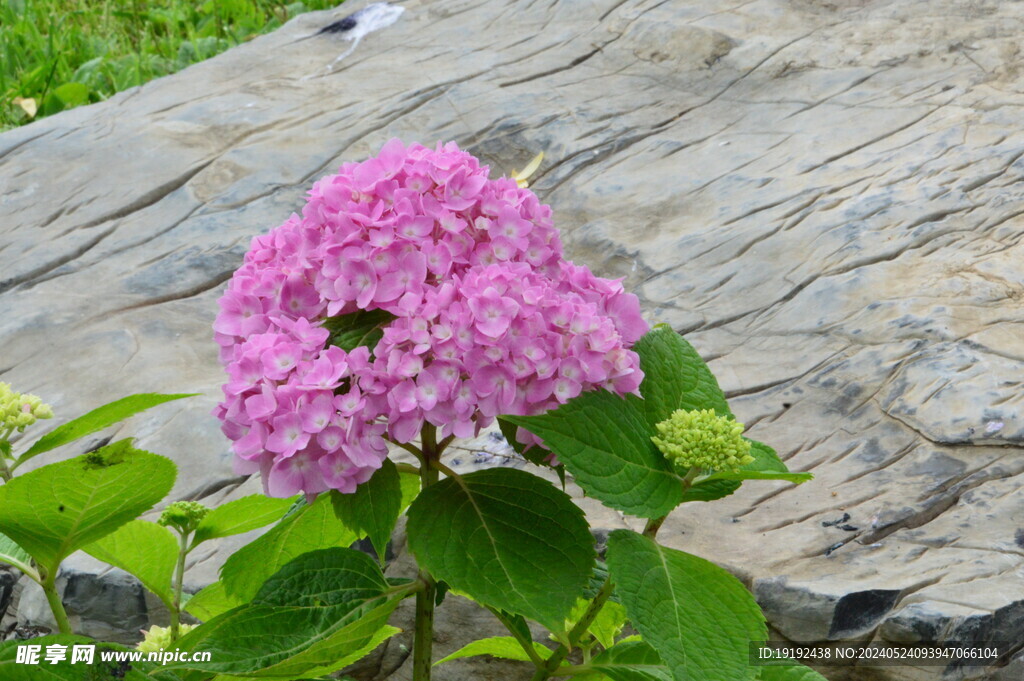 绣球花  